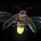 Illustration for article titled How do fireflies light up?
